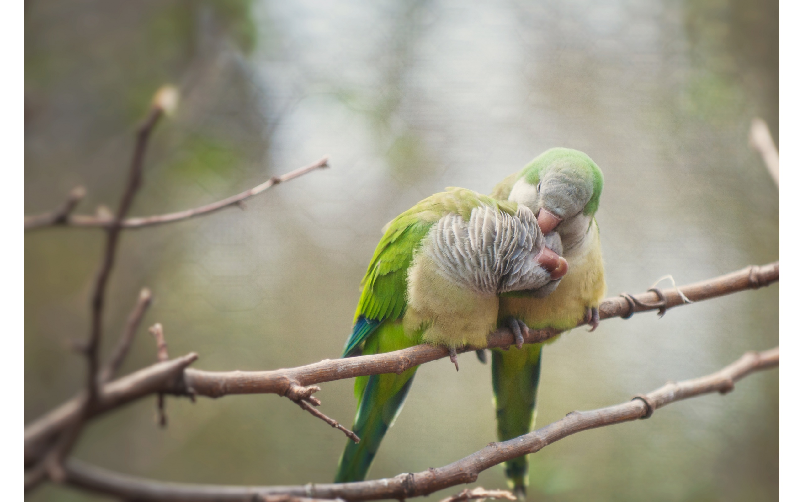 Love Birds Wallpaper