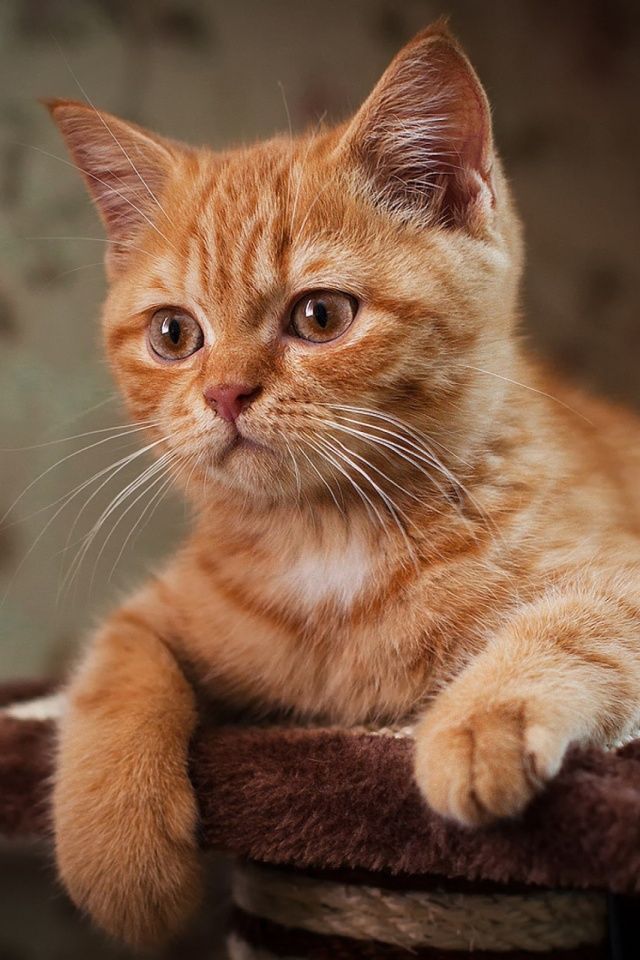 Cat Mobile Wallpaper Cats Ginger Kitten