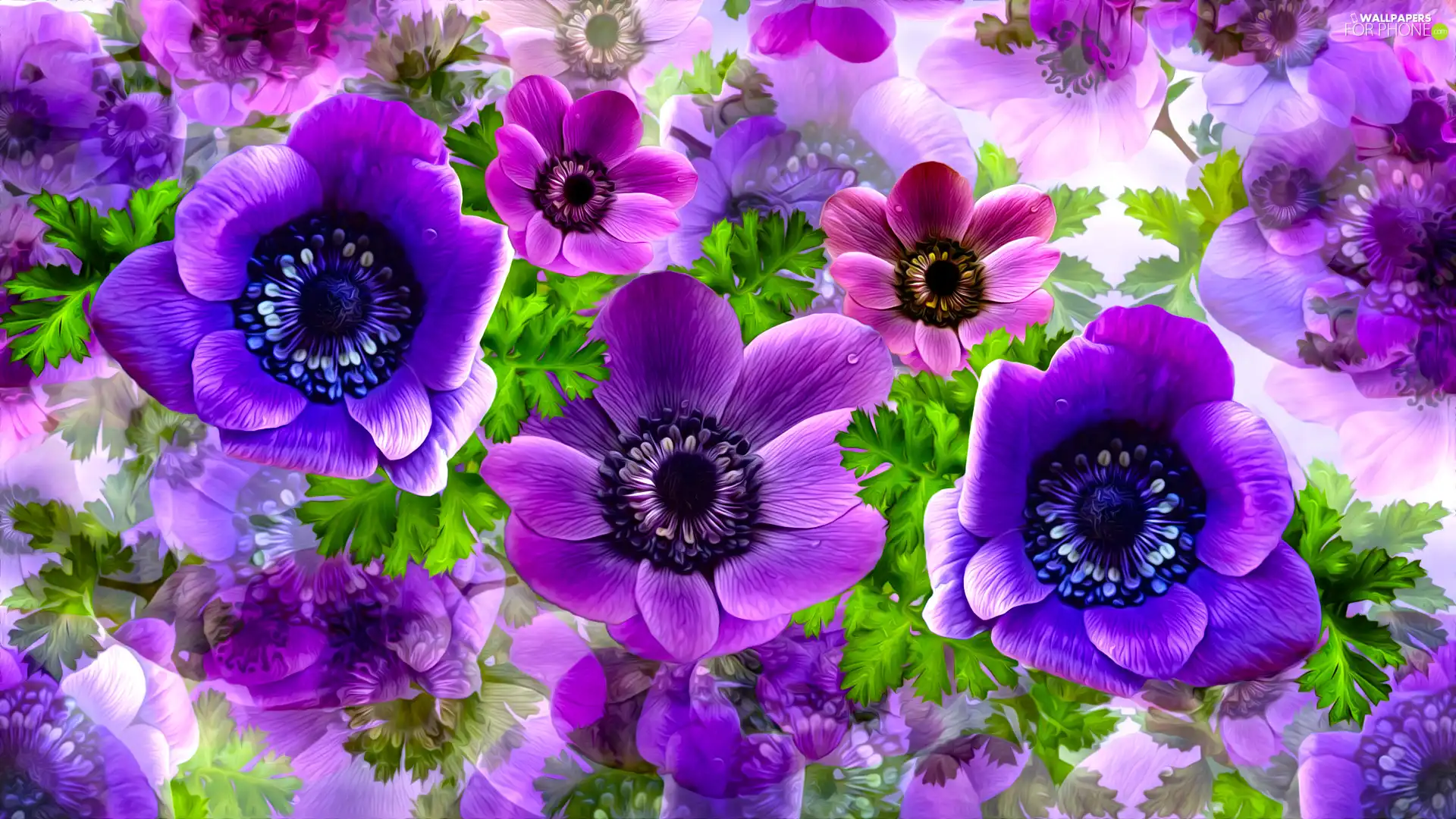 Graphics Flowers Anemones Wallpaper