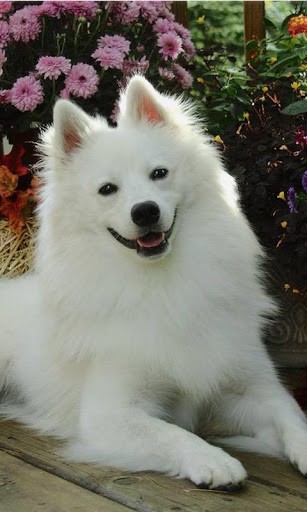 Samoyed Wallpaper And Background Application With Beautiful High