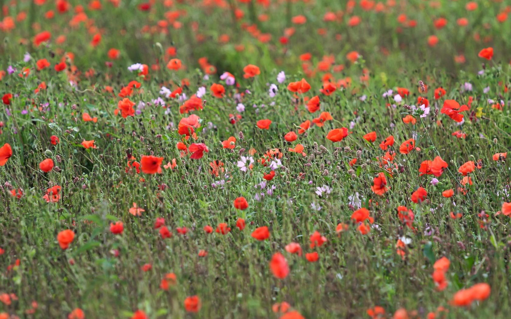 Of Red Poppies And Wildflowers Meadows Background Pixels