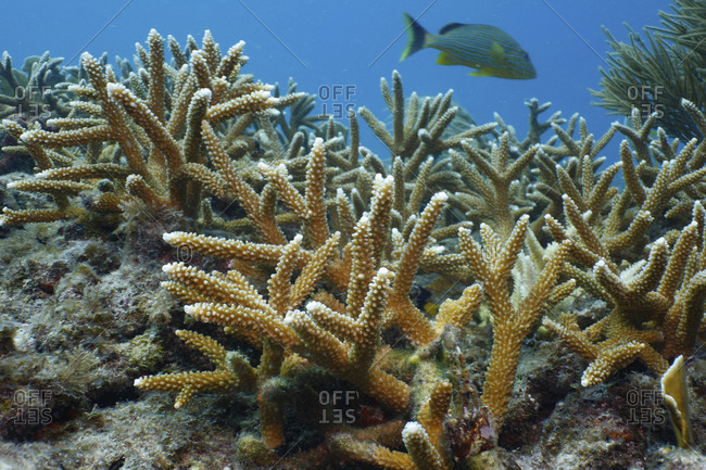 Red Staghorn Coral Wallpaper