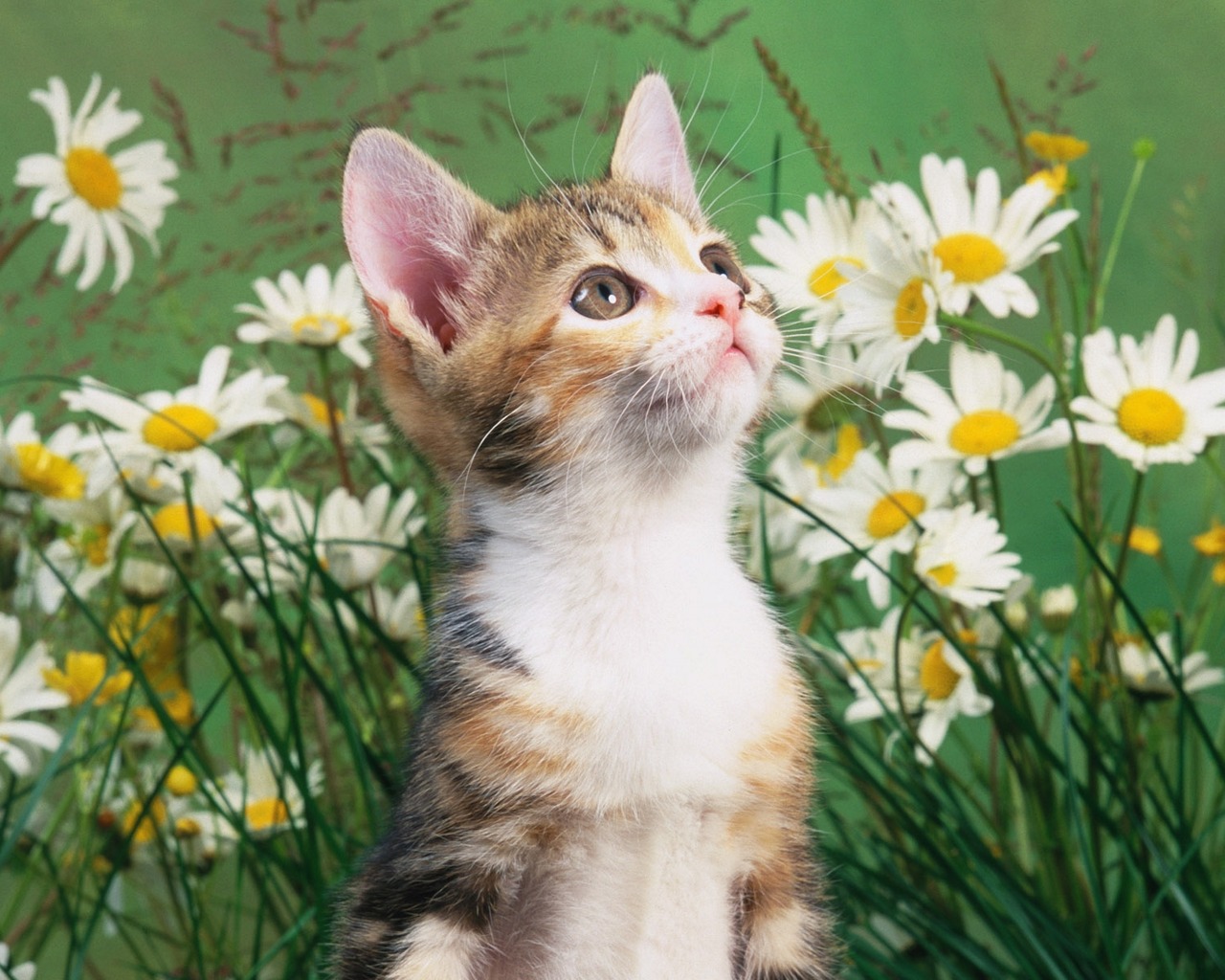 And High Definition Wallpaper Of Cats Dogs You Love The Most