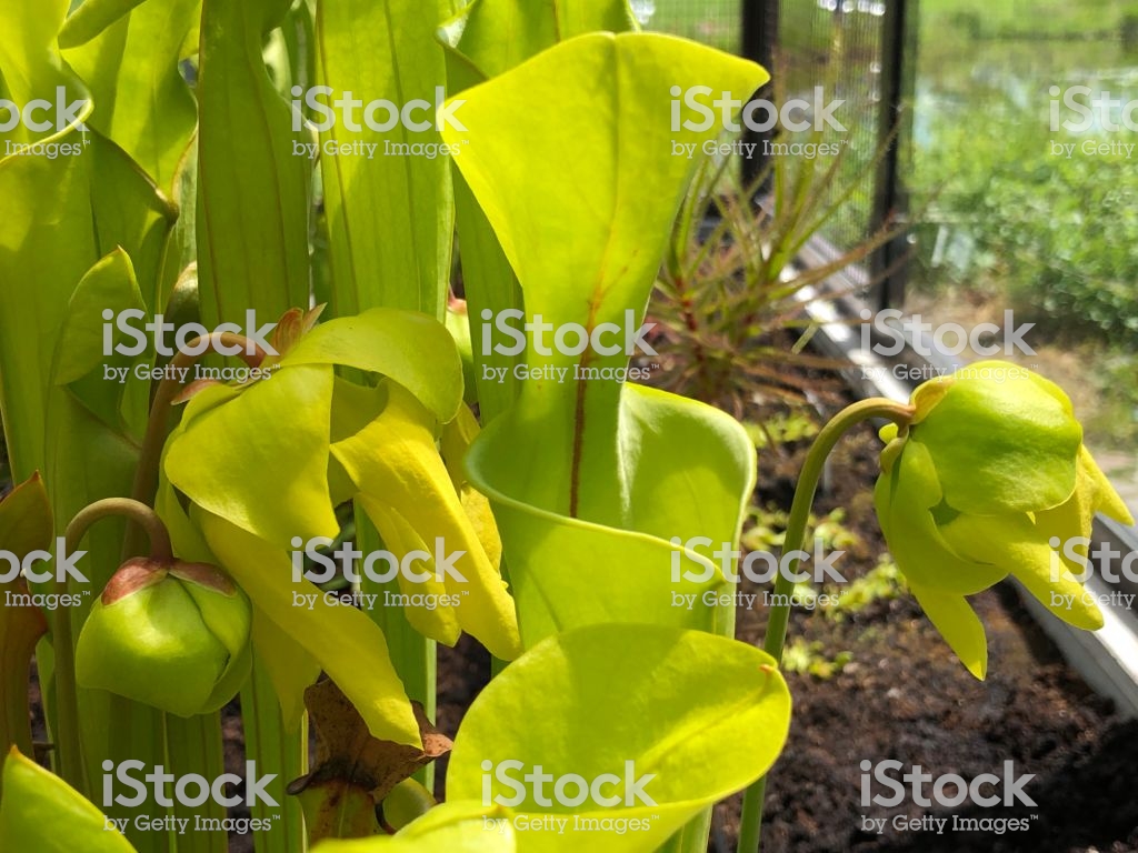 Sarracenia Flava Or The Yellow Pitcherplant Botanical Garden