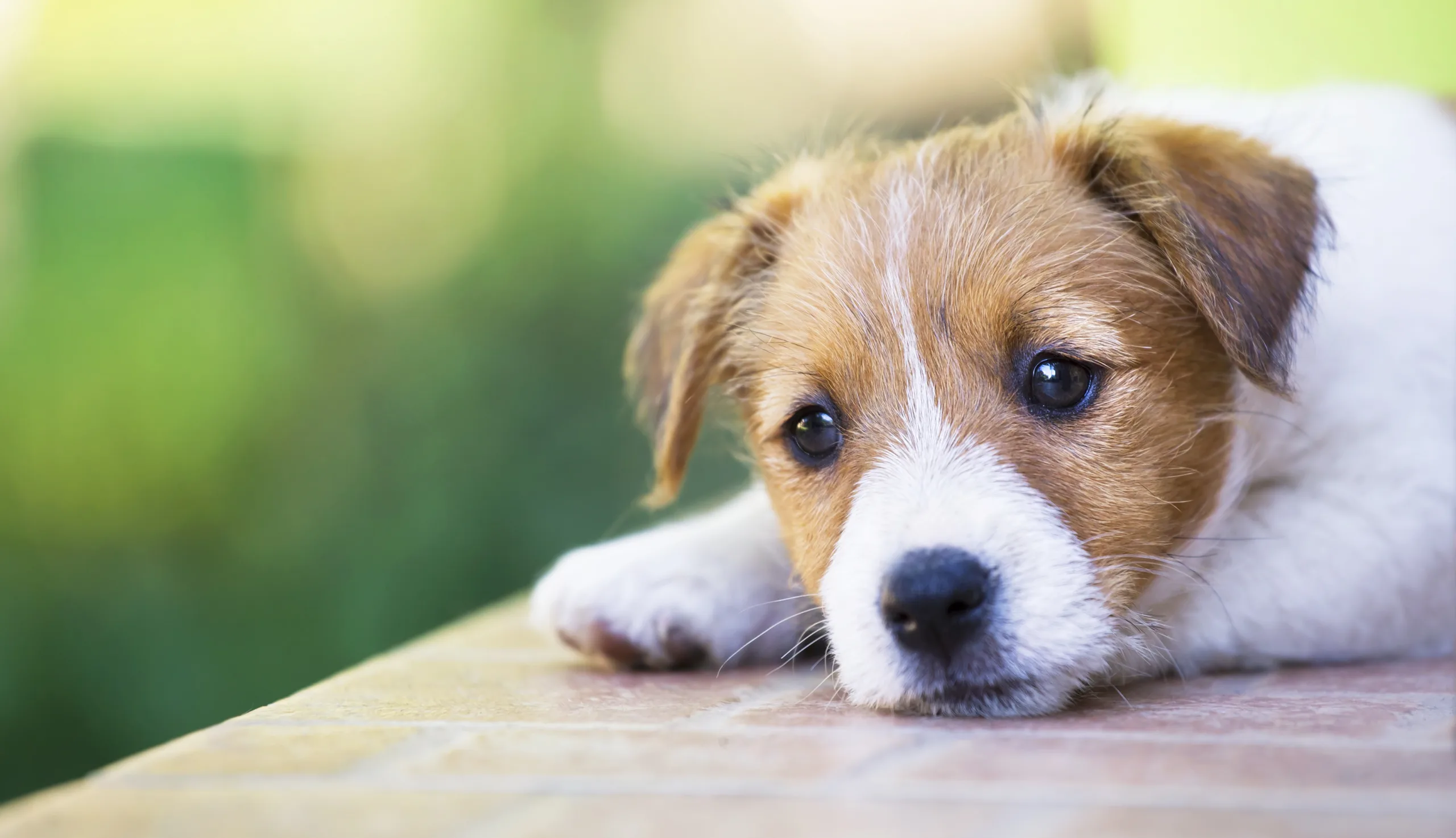 Mastering Puppy Training In London Wallpaper