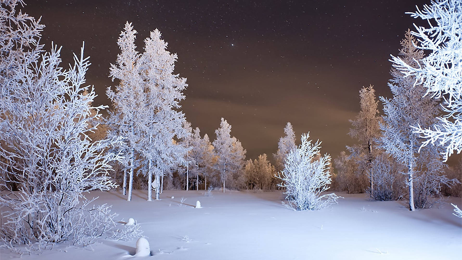 A breathtaking 4k winter wallpaper featuring snow-covered trees under a starry night sky