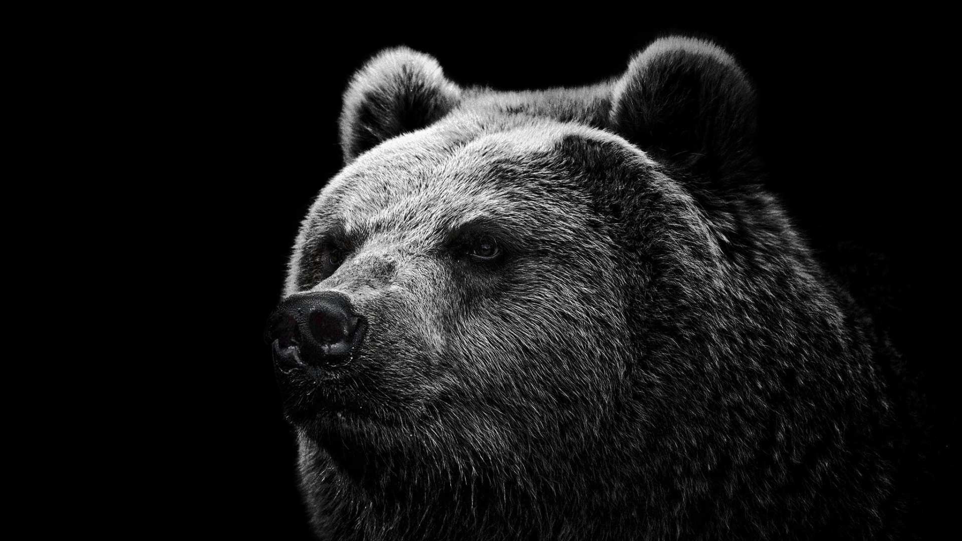 Awesome Grizzly Bear HD Wallpaper