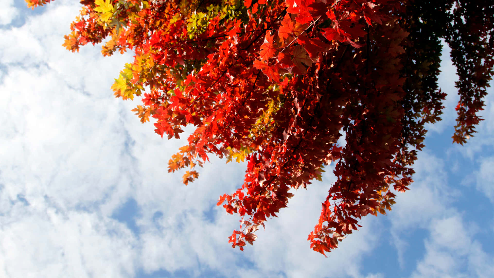 Welcoming The First Day Of Fall With Vibrant Autumn Colors Wallpaper