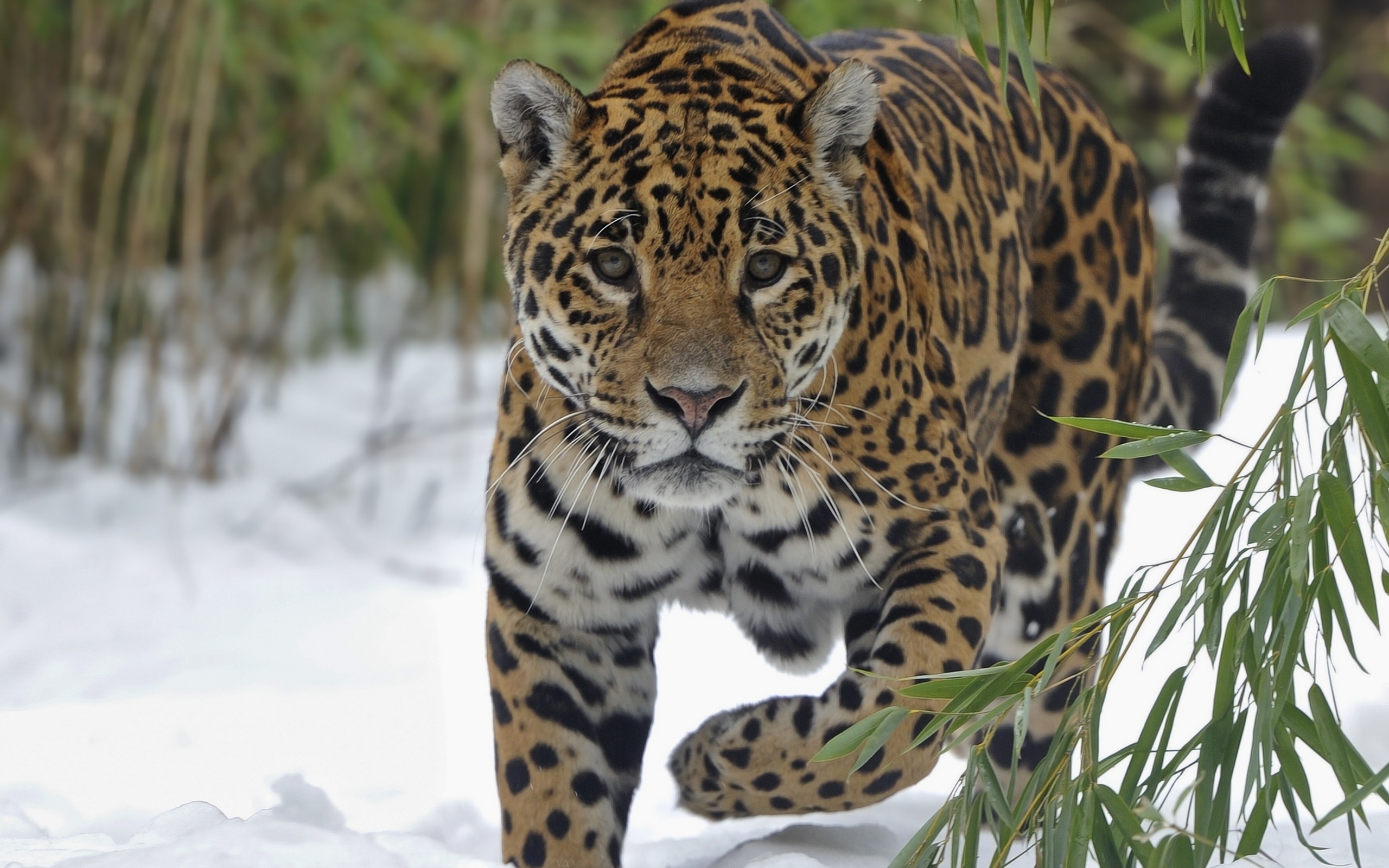Animal Jaguar Wallpaper
