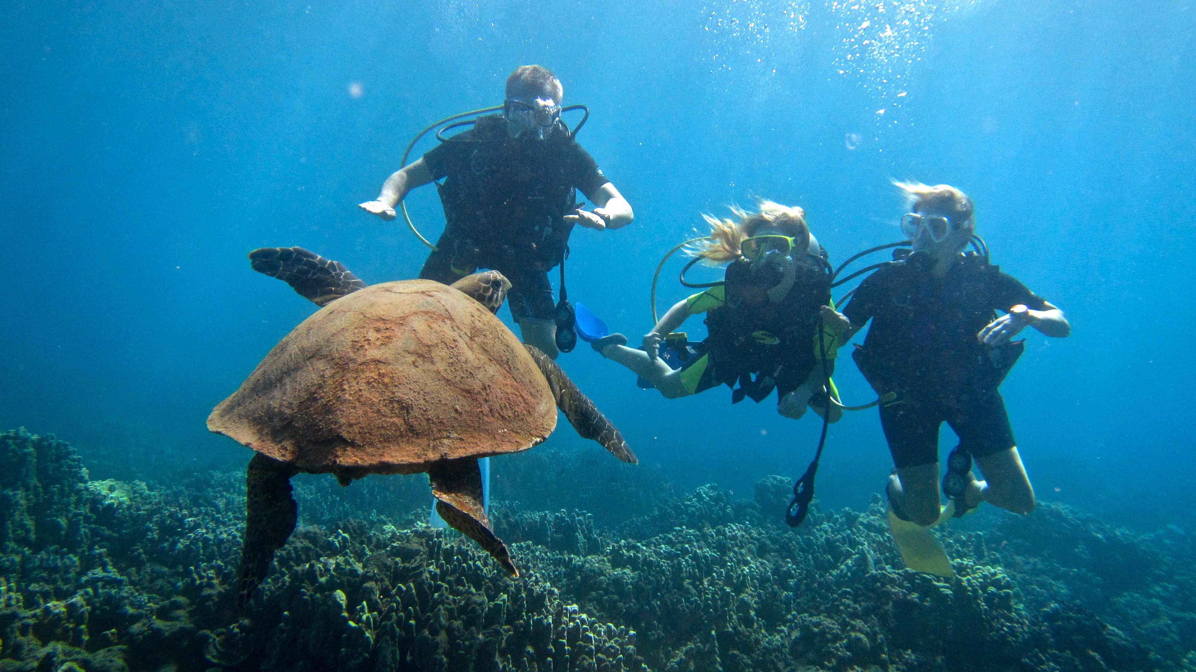 Scuba diving diver ocean sea underwater turtle wallpaper 4000x2248