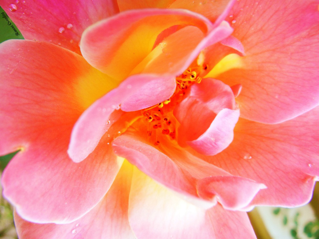 Wallpaper Pink Flower with Water Drops HD Desktop Wallpaper