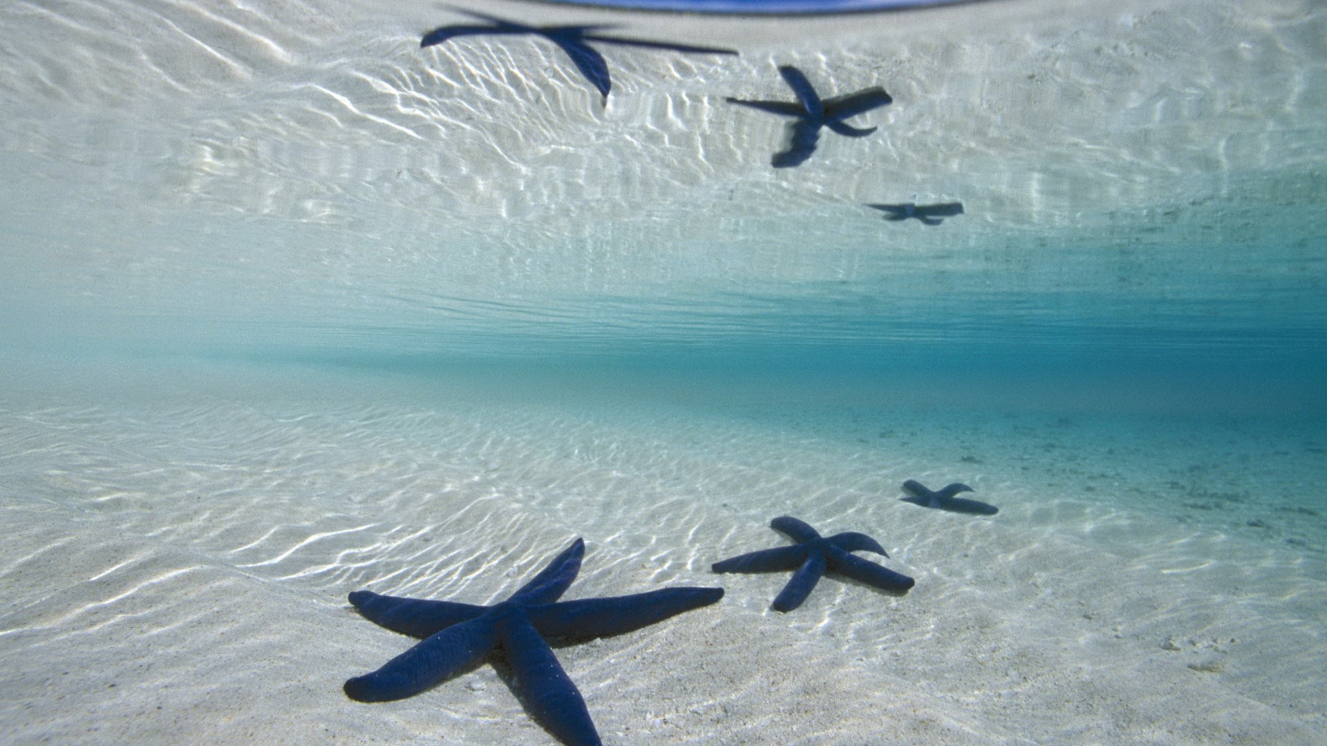 Starfish In Ocean HD Wallpaper