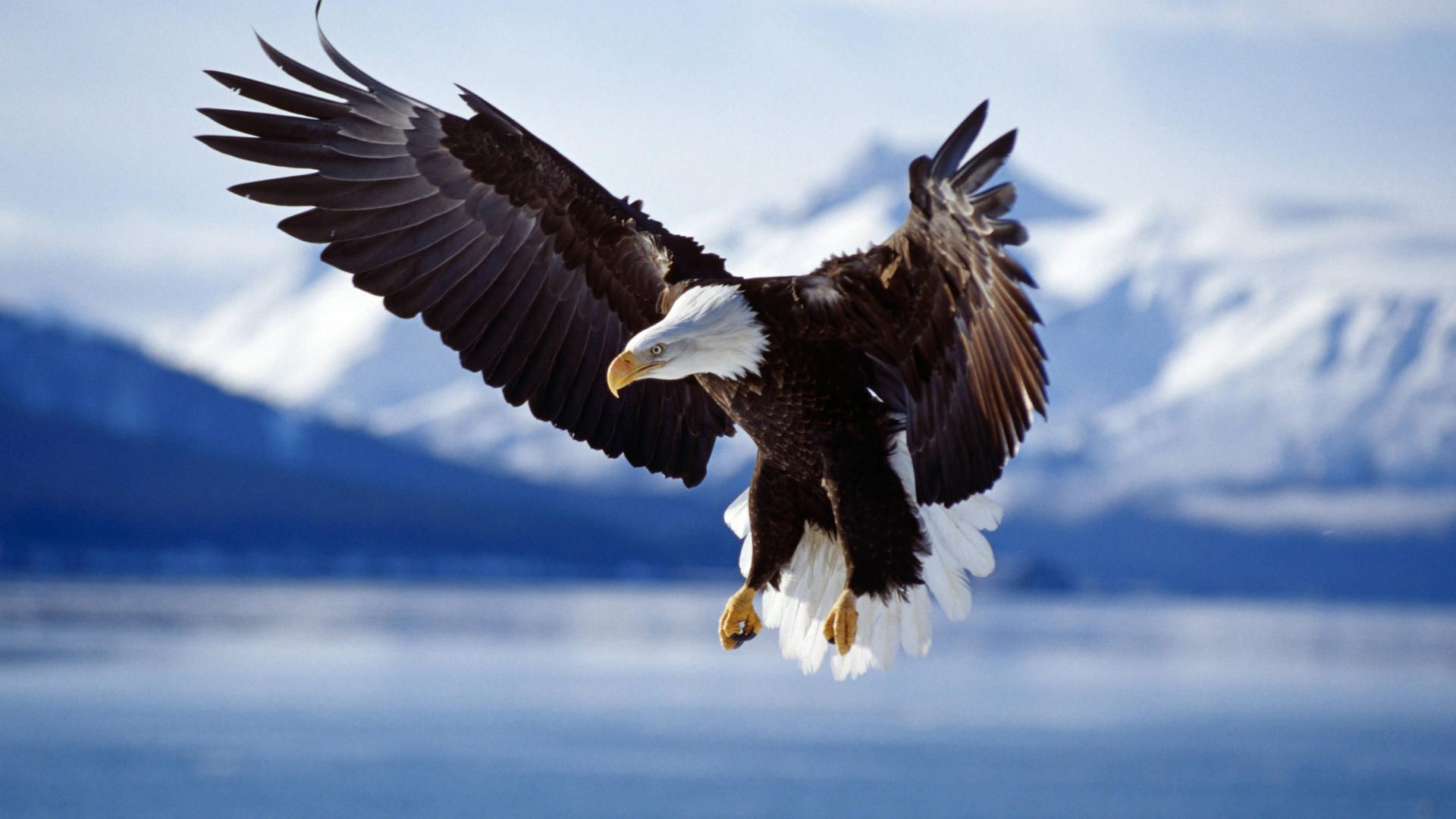Eagle Animals Wallpaper Background Winter Flight Alaska