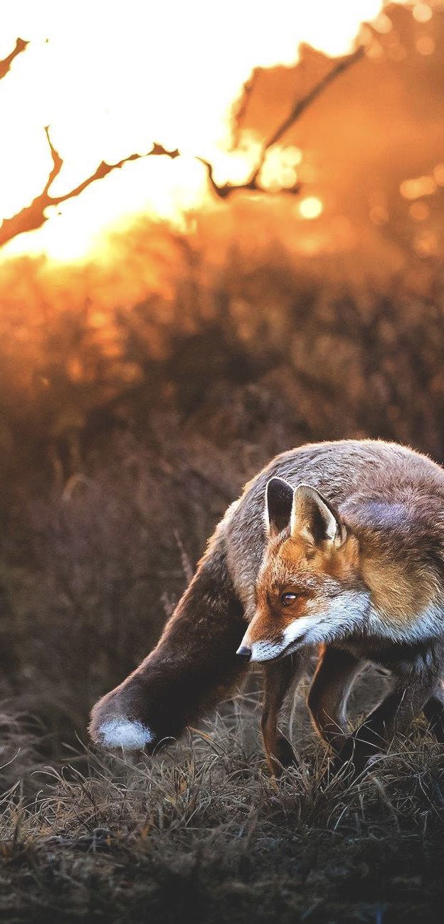 Fox Sunset Art Beautiful Background