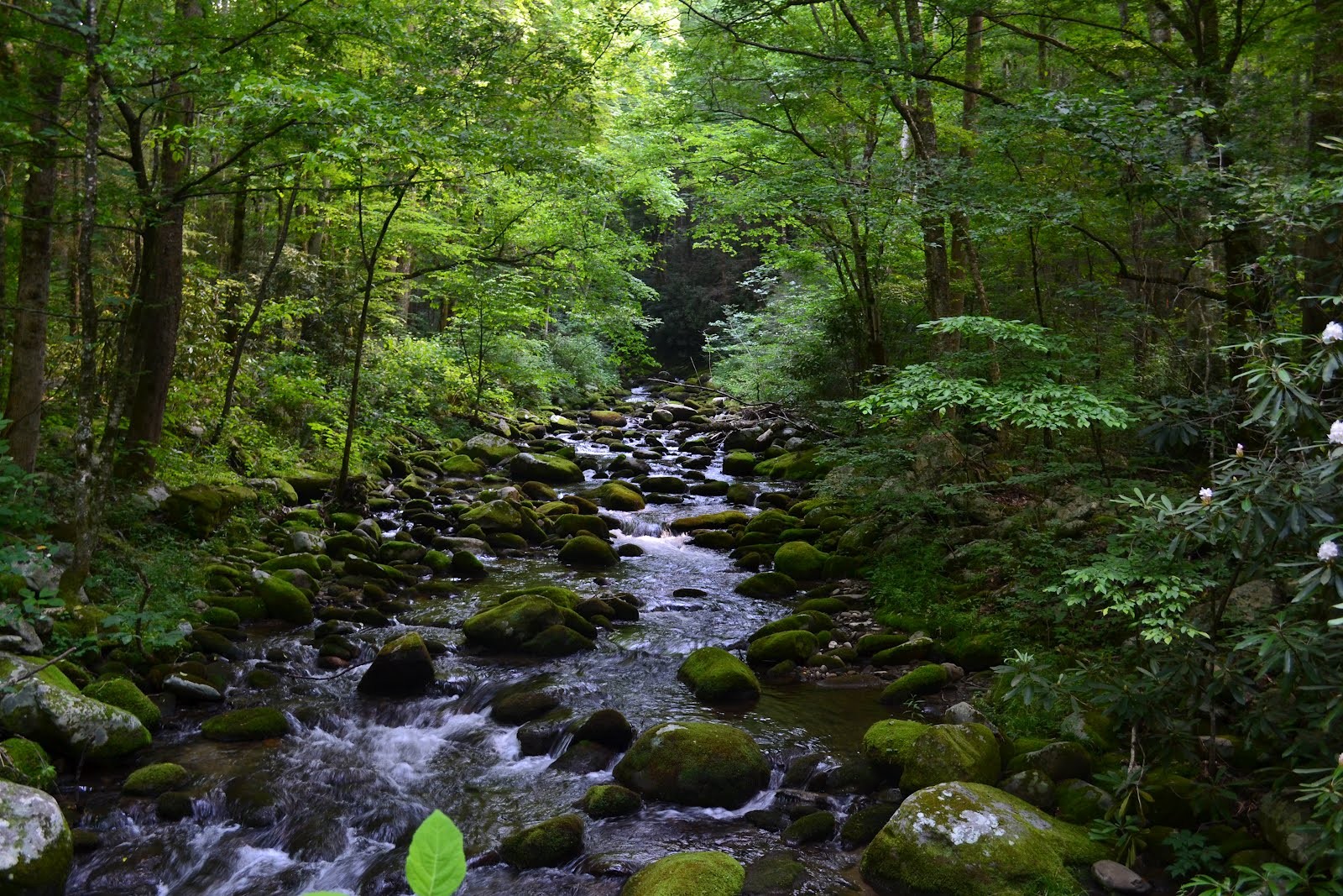 Forests Forest Stream Streams Nature Trees Smoky Mountain