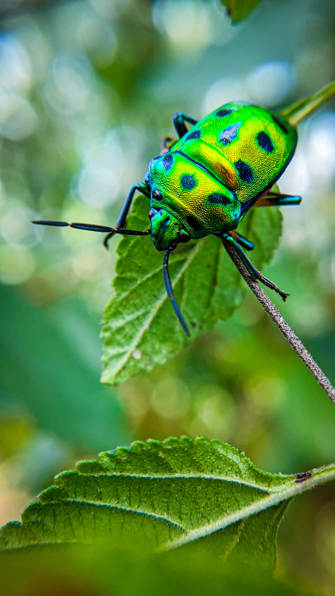 Green Life Of An Insects L9zymmaqnvrfn8o1 Wallpaper