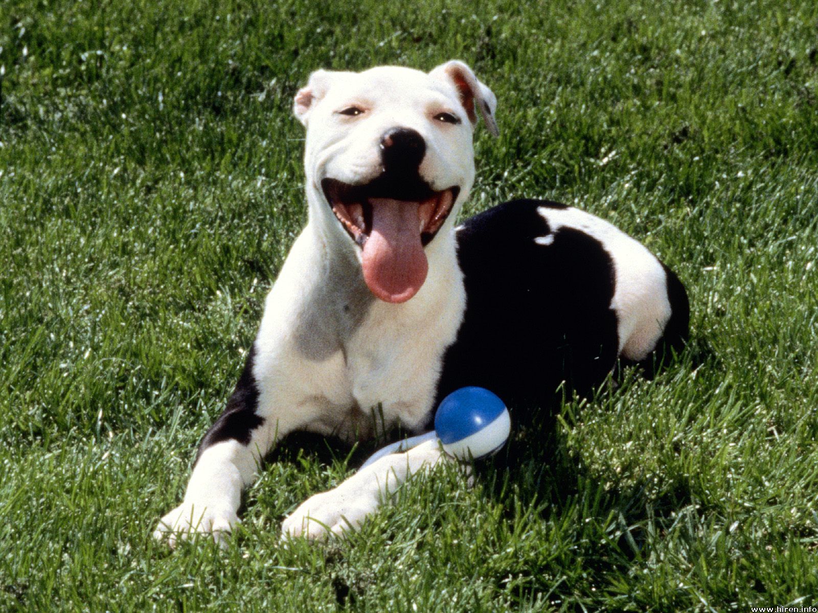 Photos Pitbull Dogs Perros Fotos E Im Genes En Foto X