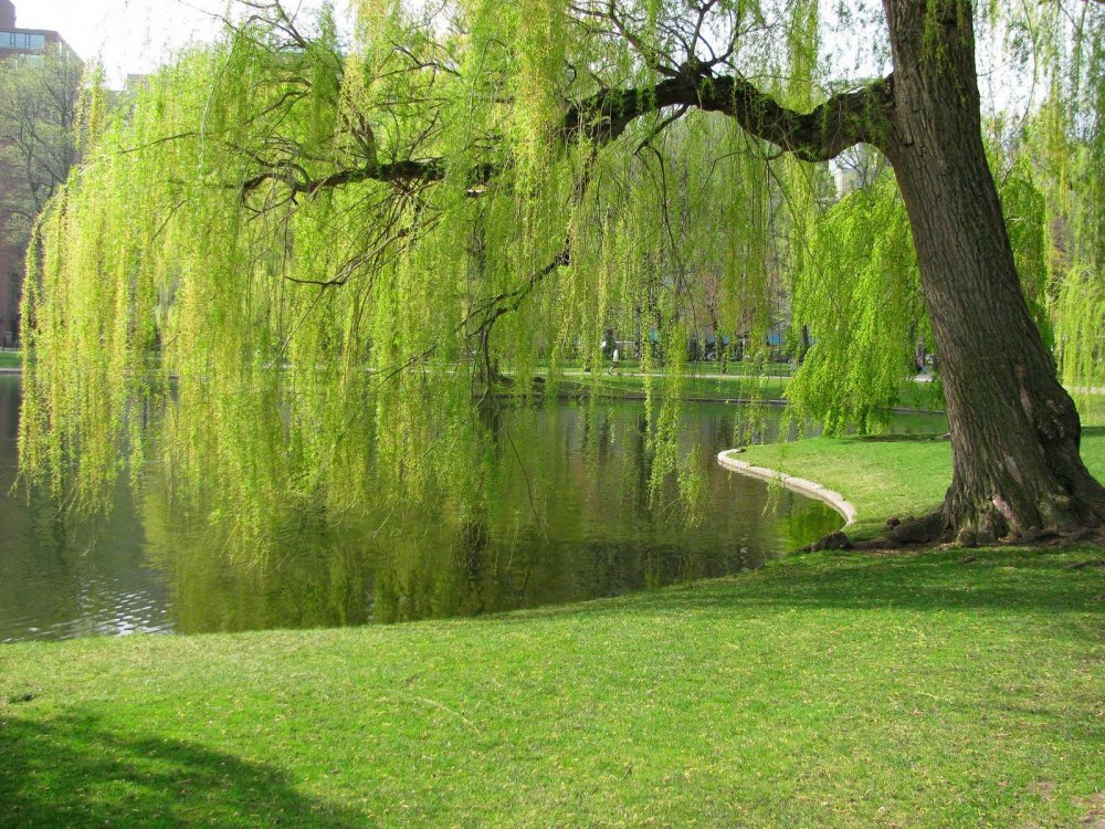 Weeping Willow Tree Pictures