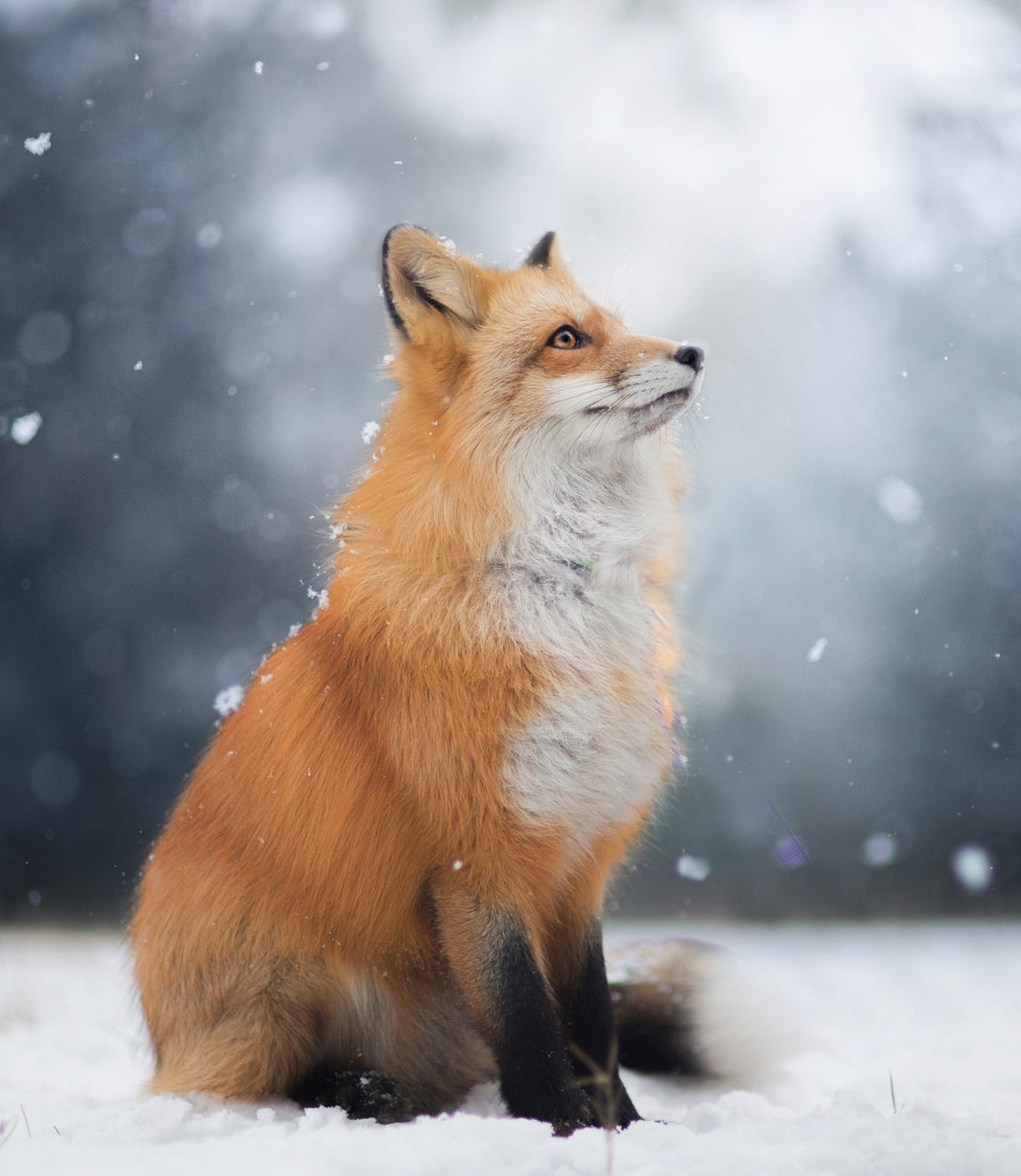 Red Foxes Image Snow Fox HD Wallpaper And Background Raposa
