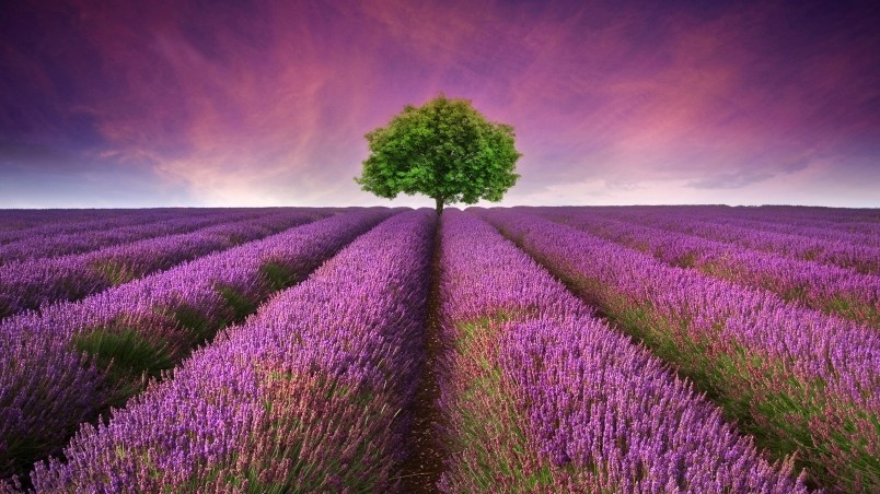 Lavender Field HD Wallpaper   WallpaperFX