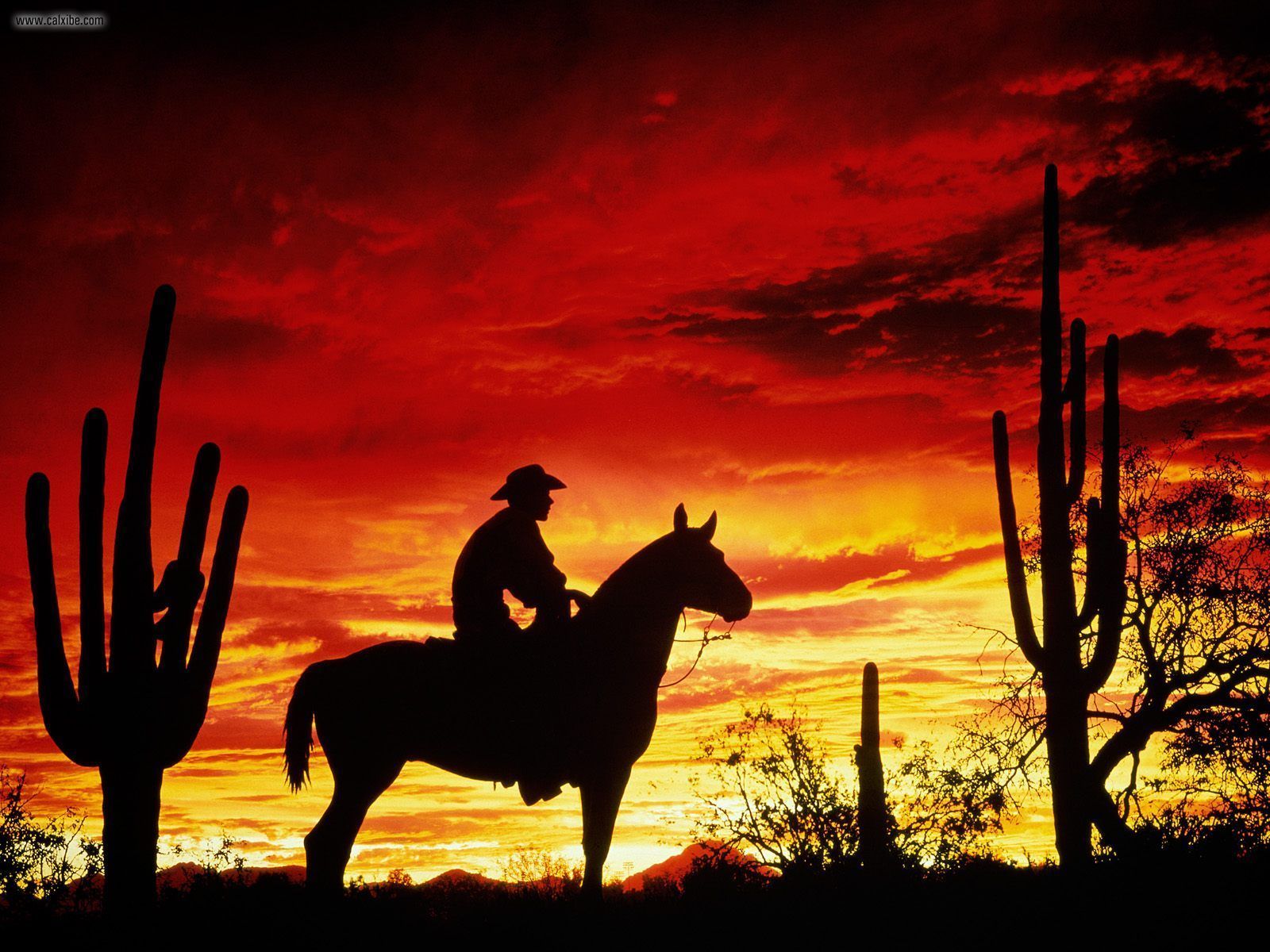 Hot Cowboy Background Wallpaper