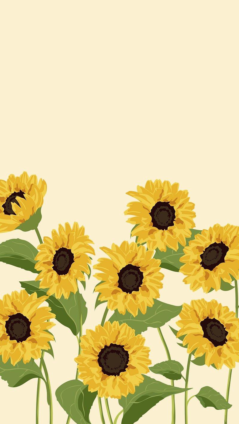 Sunflower Wallpaper Image Photos Png Stickers