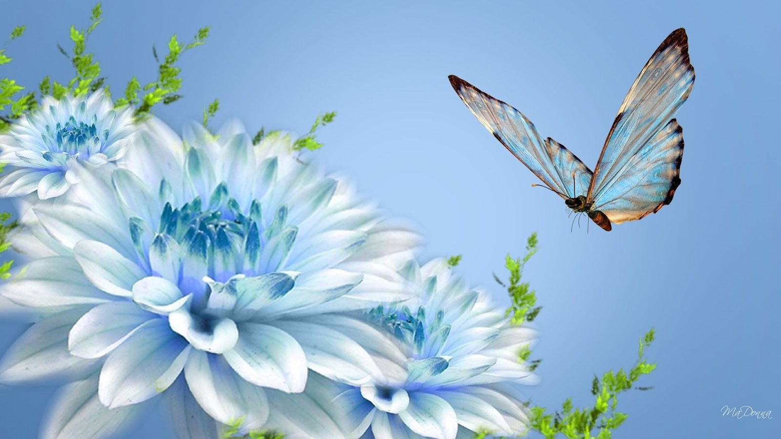 Blue Butterfly and Blue Flower Mystery Wallpaper