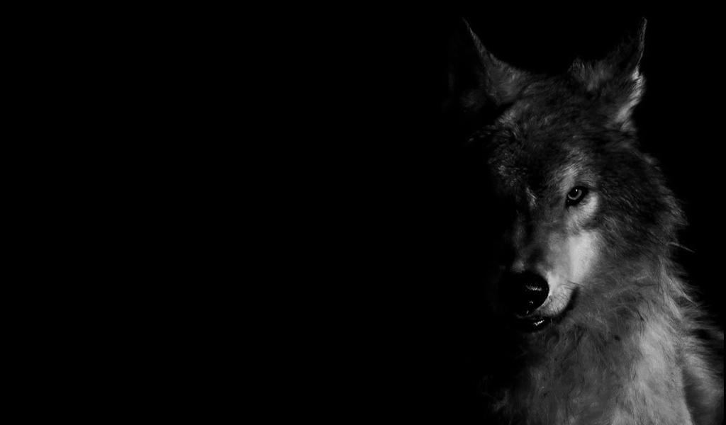 🔥 Download Black Wolf Wallpaper By Fmichael Wolf Face Wallpapers