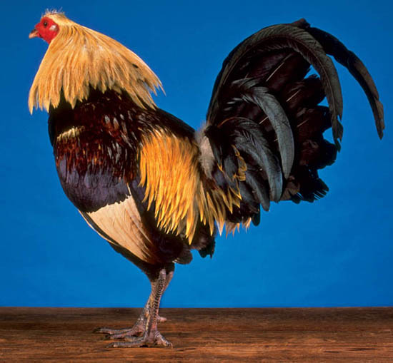 Spanish Fighting Rooster
