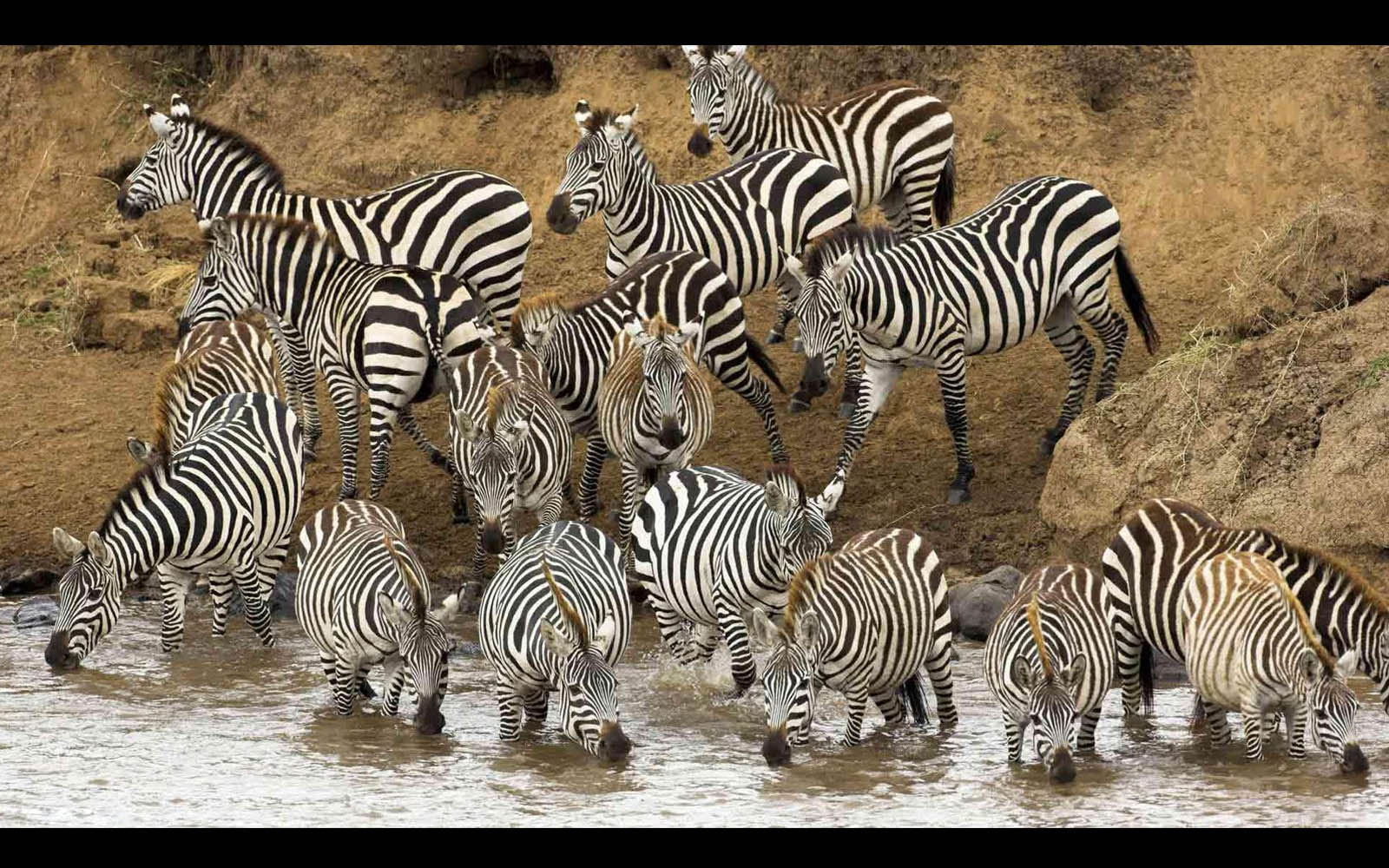Zebra Wallpaper Desktop Background