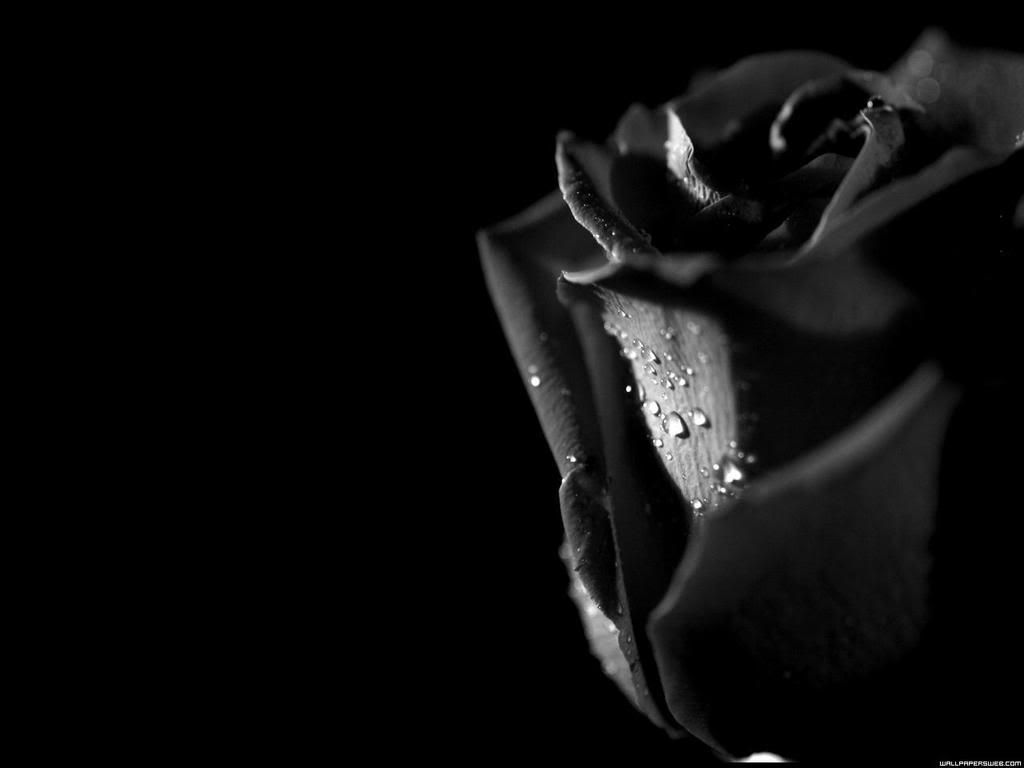 Black Rose Background HD Wallpaper Pulse