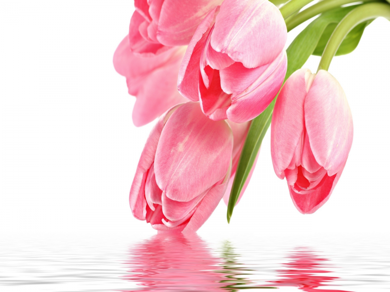 Tulip Flower With Water Reflection Desktop Wallpaper