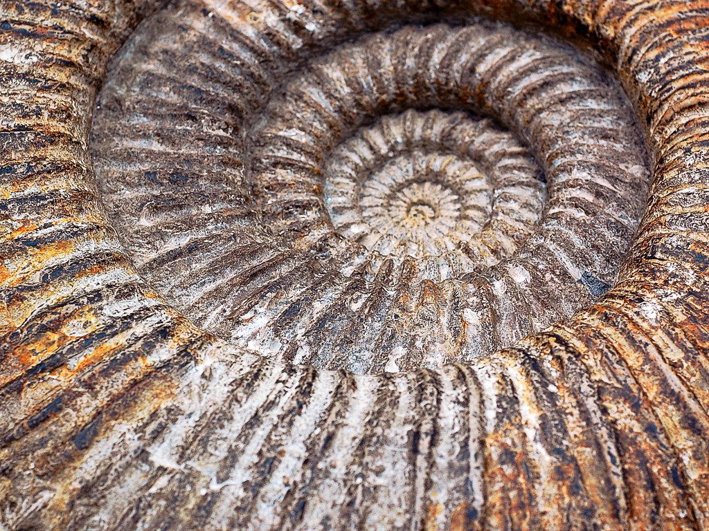 Ammonite Wallpaper Basswulf