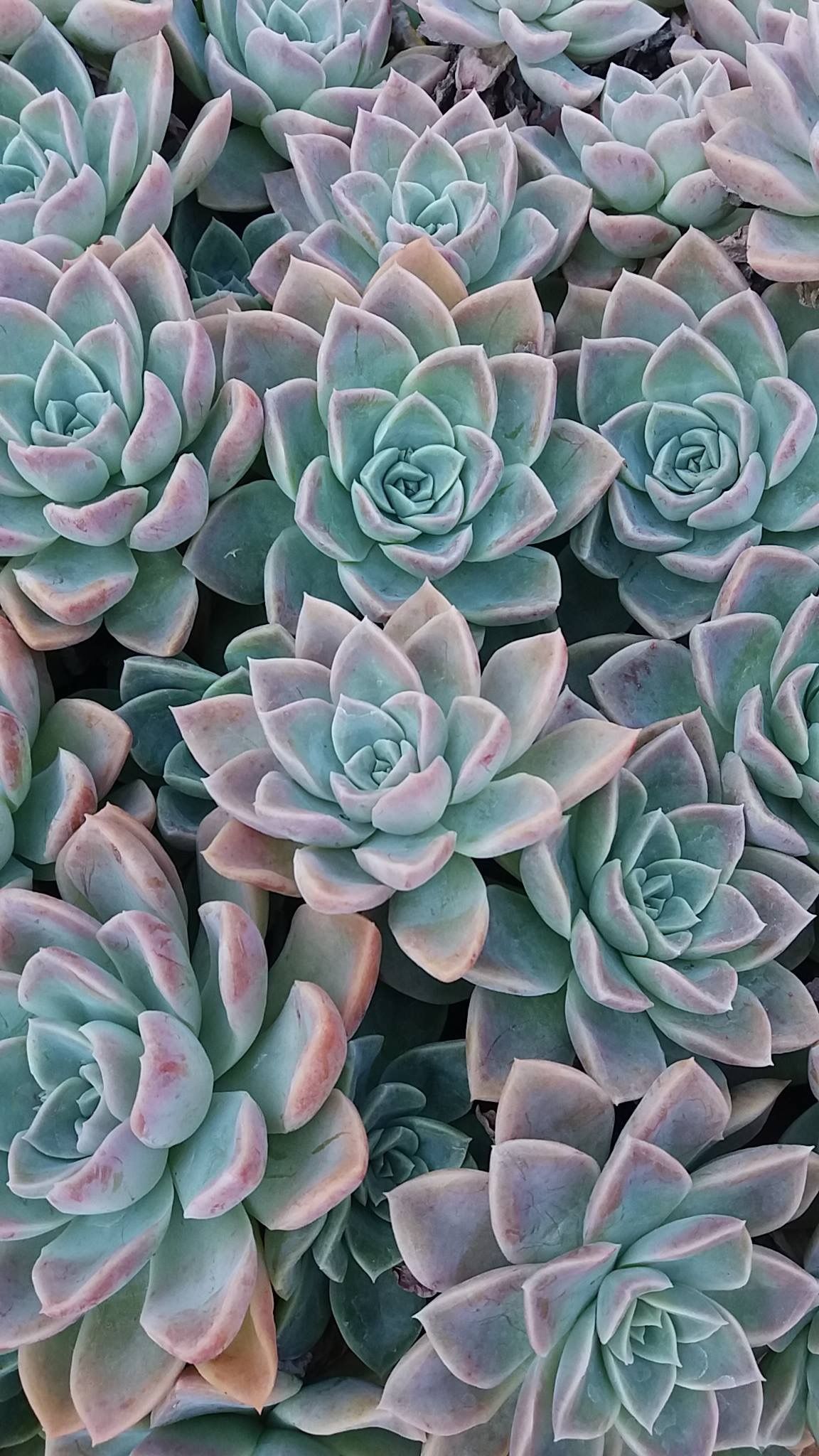 Succulent Wallpapers Download  MobCup