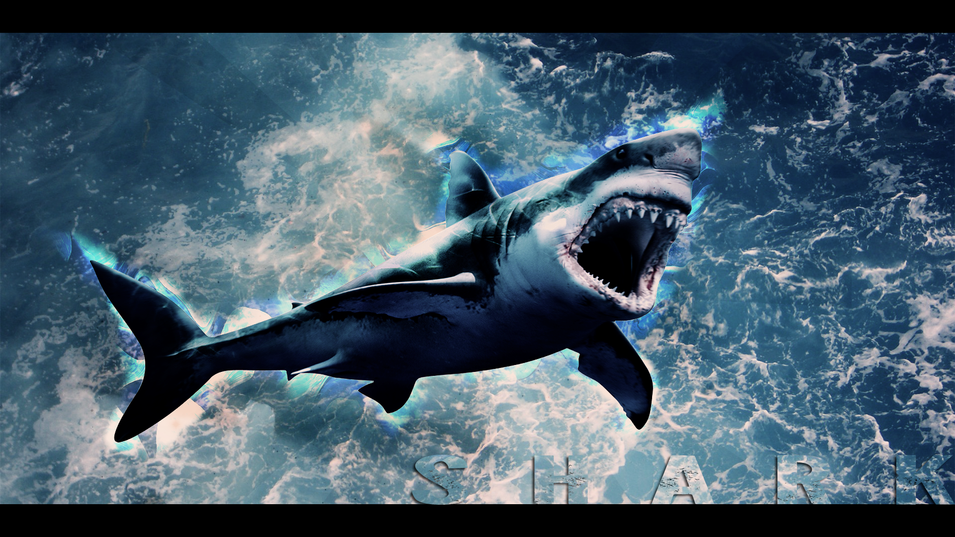 Shark Wallpaper HD By Tooyp