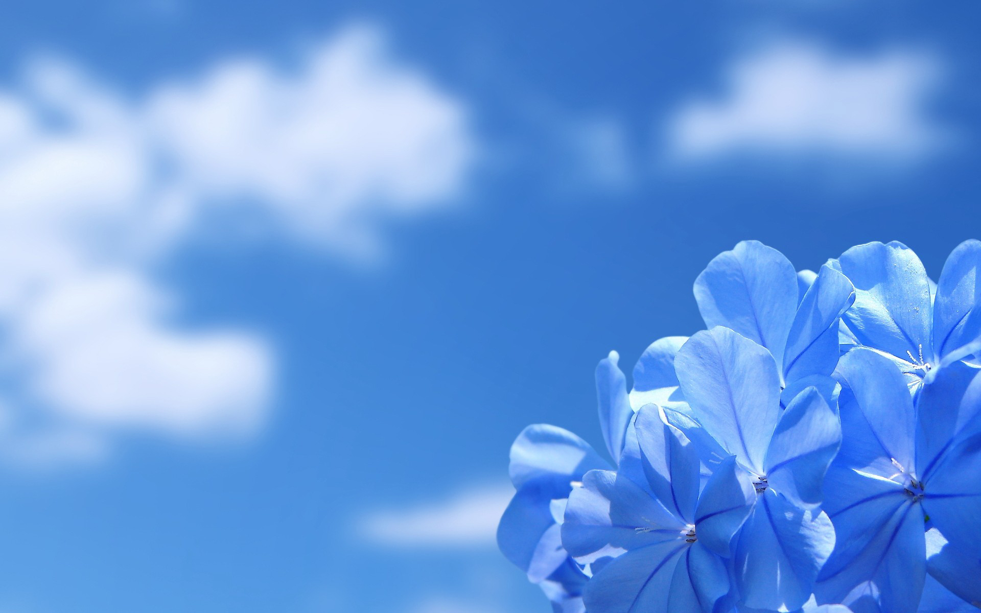 Image Flowers At Blue Sky HD Wallpaper