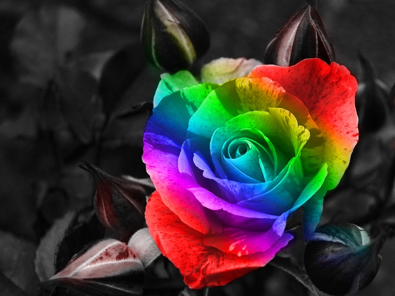 Bright Colours Rainbow Rose Abstract Other HD Desktop Wallpaper