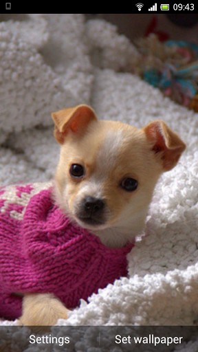 Bigger Chihuahua Puppies Wallpaper For Android Screenshot