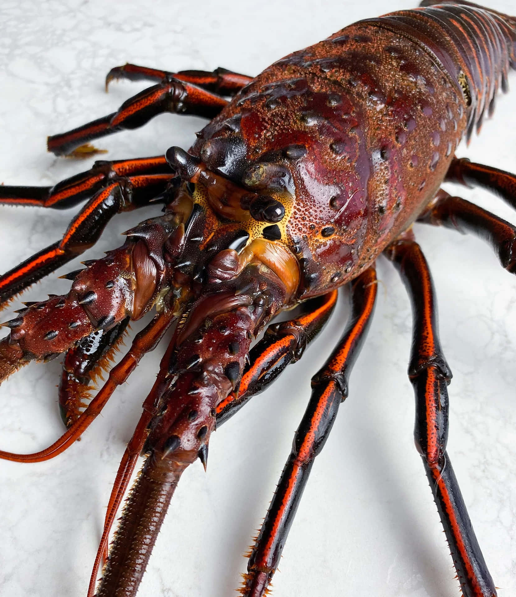Close Up Spiny Lobster Marble Wallpaper