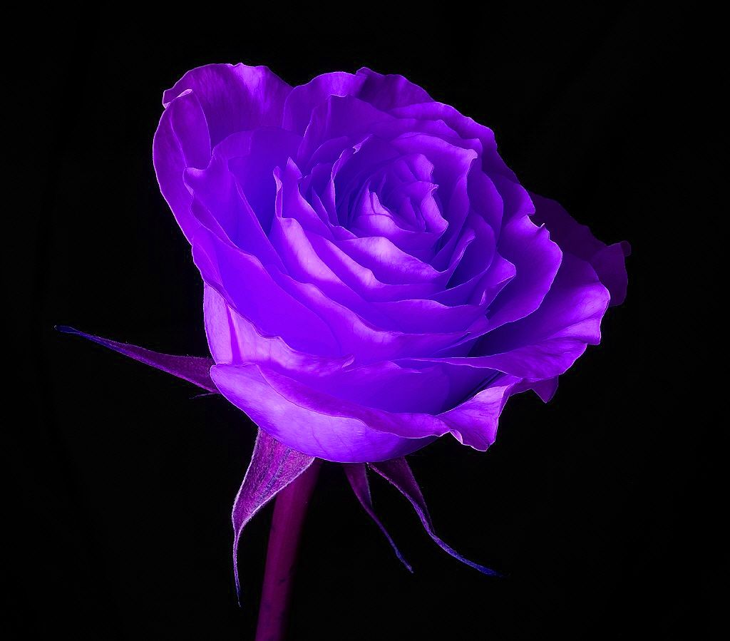A vibrant purple rose in full bloom against a dark background, capturing the flower's delicate beauty and rich color