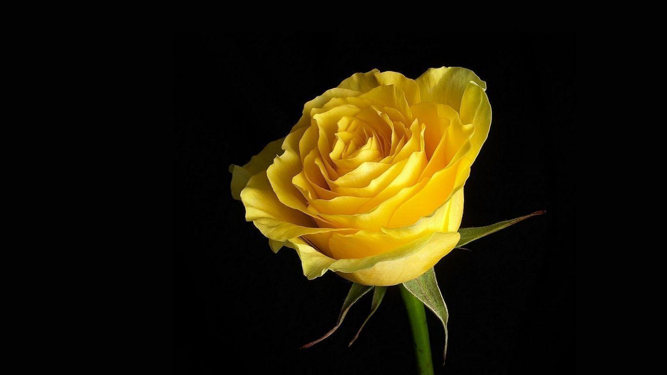 Wallpapers Yellow Rose