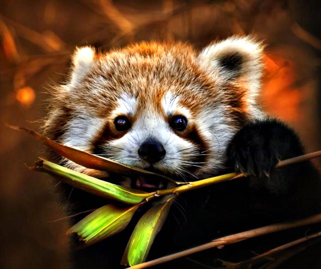 Sweet Red Panda Wallpaper Iphone Wallpaperlepi