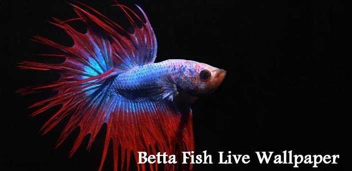 Betta Fish Live Wallpaper Banner