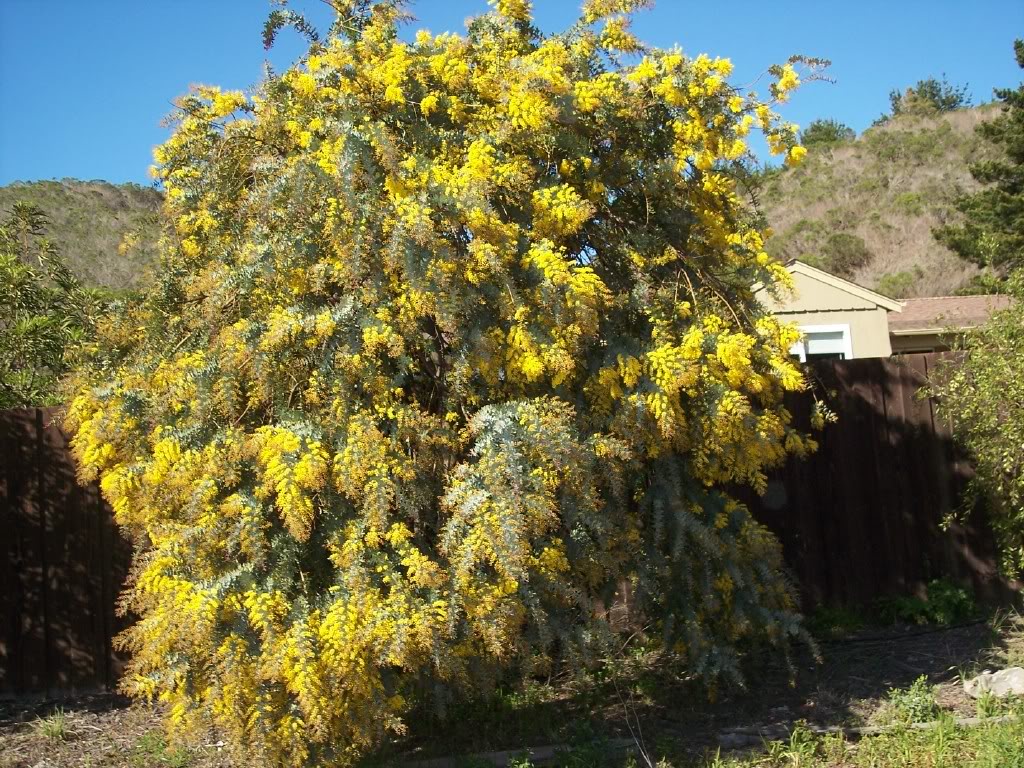 Golden Rain Tree Pictures Detailed Information On The