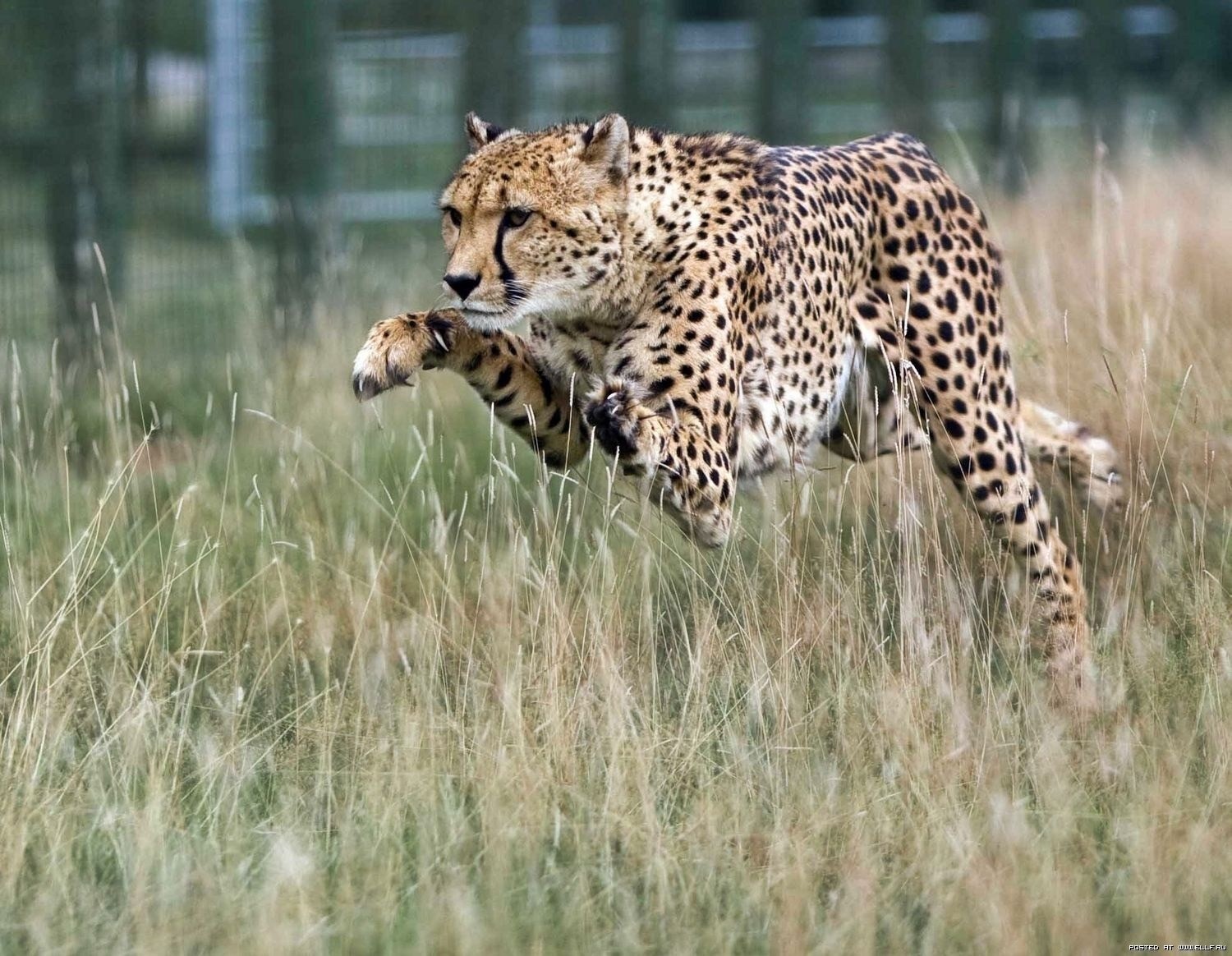Wildlife of the World Cheetah Wallpapers Desktop 2012