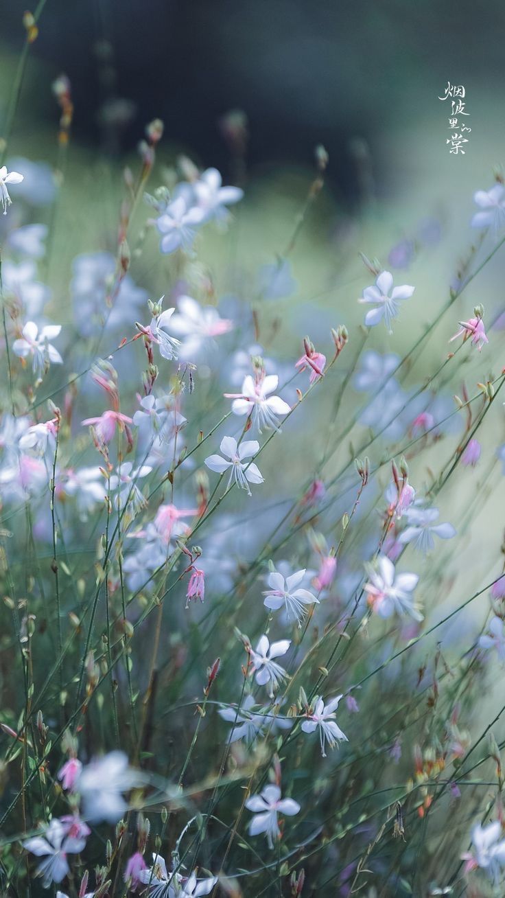 Susan Paula On Wildflower Country Wallpaper