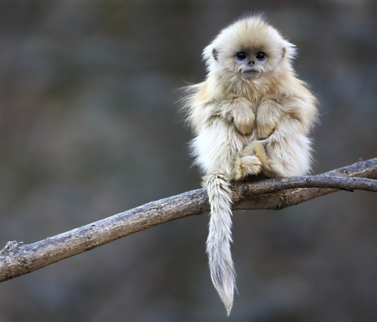 Cute Baby Monkeys 9472 Hd Wallpapers in Animals   Imagescicom