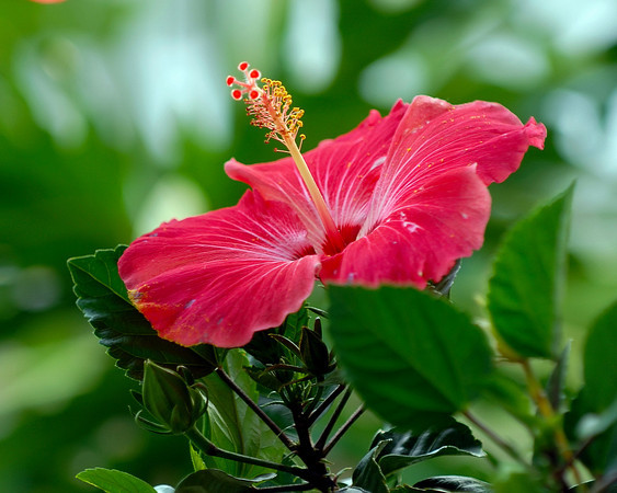 Summer Flower Tropical Flowers