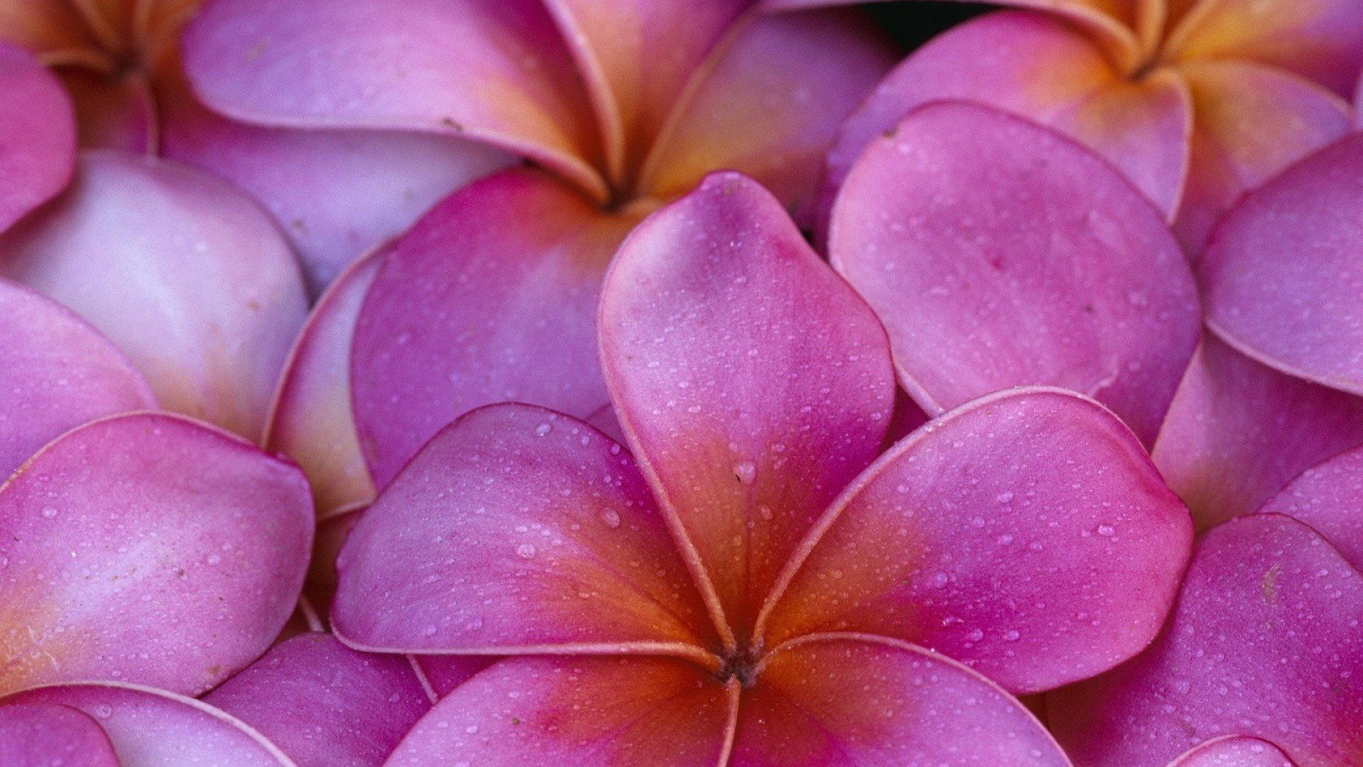 Hawaii Flowers Wallpaper