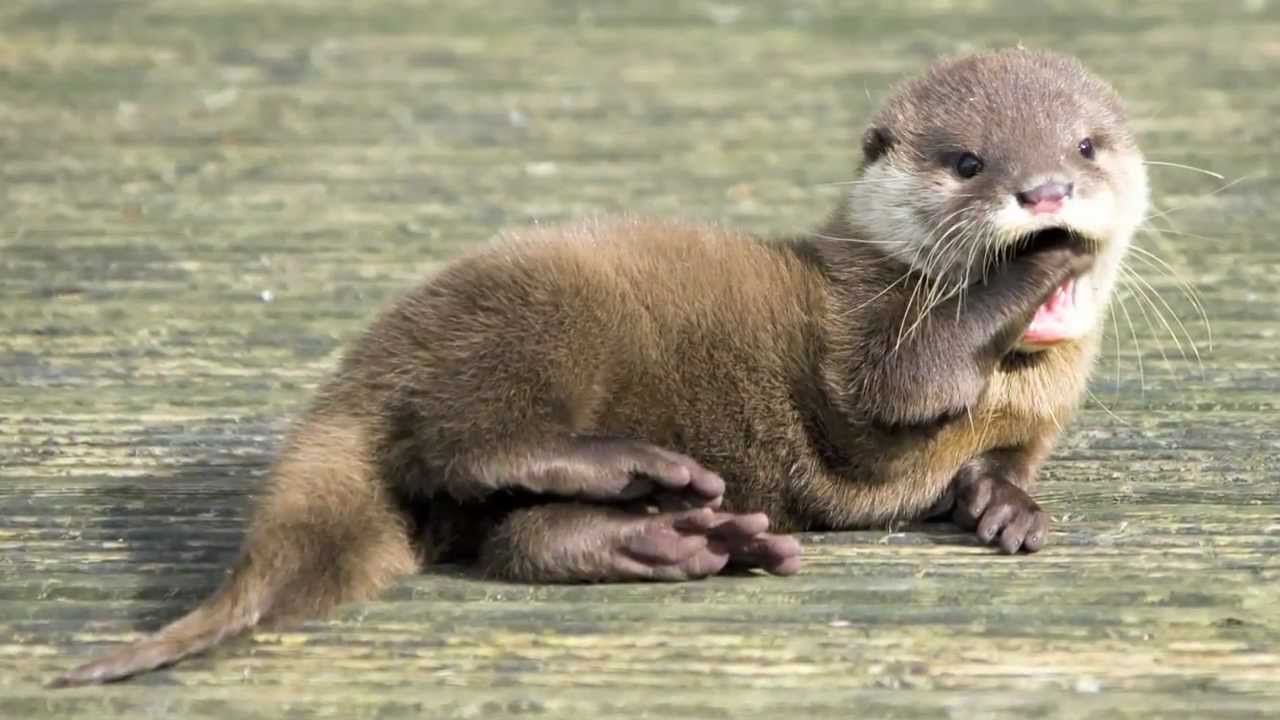 Displaying 18 gt Images For Northern River Otter Babies